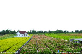 花海中的小屋