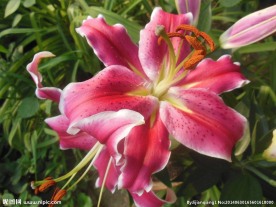 百合花