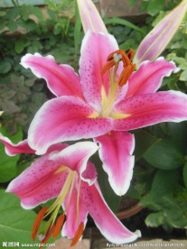 百合花