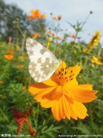 花与蝶