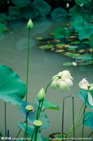 荷花 荷塘
