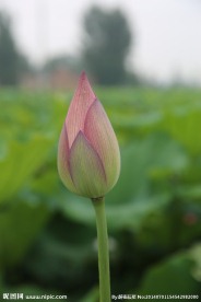 荷花 露珠 荷叶 花骨
