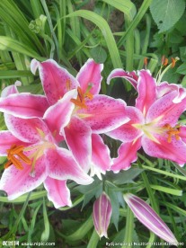 百合花