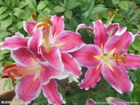 百合花