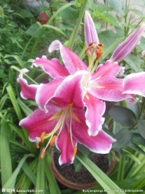 百合花