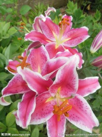 百合花