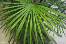 叶子 嫩芽 绿叶 植物