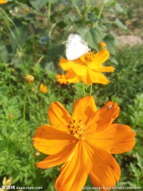 花与蝶