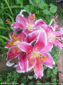 百合花