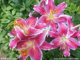 百合花