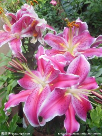 百合花