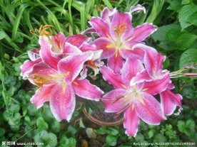百合花