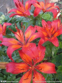 百合花壁纸