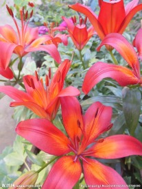 百合花