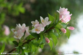 锦带花