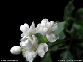茉莉花