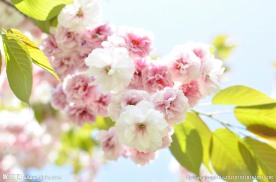 粉色樱花