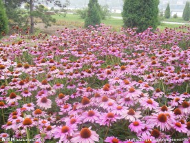 松果菊