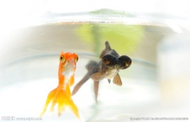 鱼缸