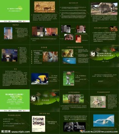 野生动物