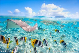海鱼