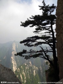 悬崖上的松树