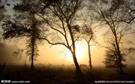 夕阳树木风景