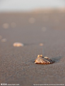 沙滩 贝壳 大海 安静 