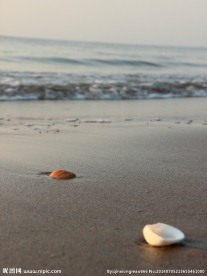 沙滩 贝壳 大海 安静 