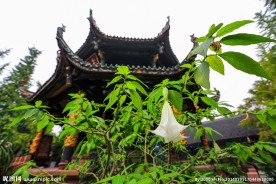 青羊宫