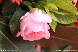 粉色玫瑰花