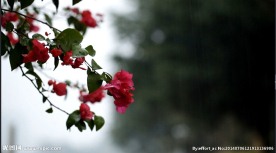 厦门鼓浪屿雨天三角梅
