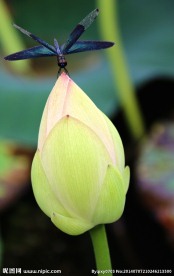黑蜻蜓