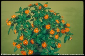 小花 花丛