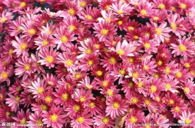 花丛