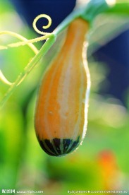 蔬菜 南瓜