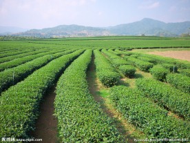 茶叶种植园