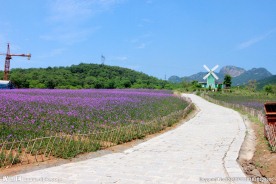 薰衣草庄园风景片