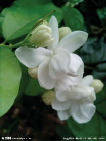 茉莉花