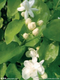 茉莉花