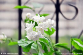 盛开的茉莉花