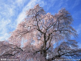日本樱花