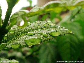雨中树叶