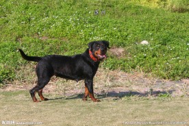名犬
