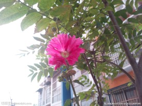 鲜花摄影