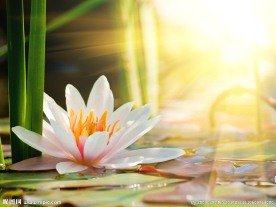 莲花