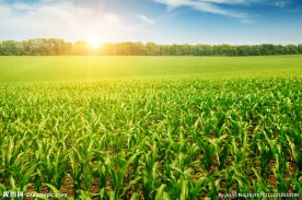 唯美玉米田