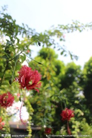 红花