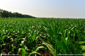 玉米成长地 东北玉米