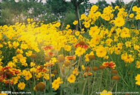 花枝